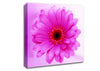 Pink On Pink Petals Canvas Wall Art