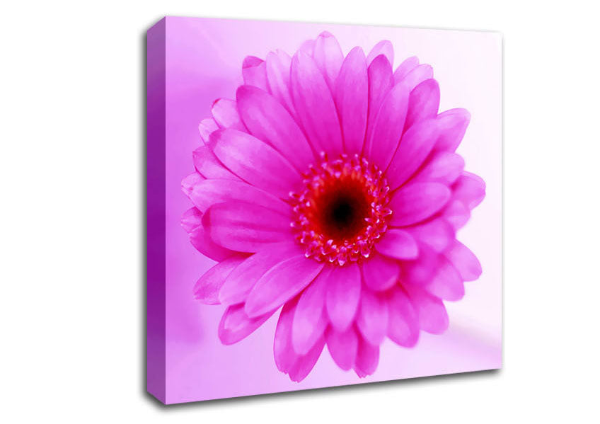Pink On Pink Petals Canvas Wall Art