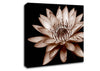 Cocoa Beauty Canvas Wall Art
