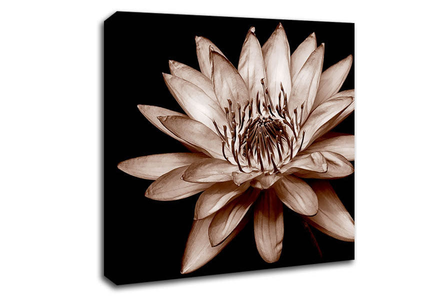Cocoa Beauty Canvas Wall Art