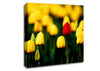 Red Tulip In A Field Of Yellows Canvas Wall Art