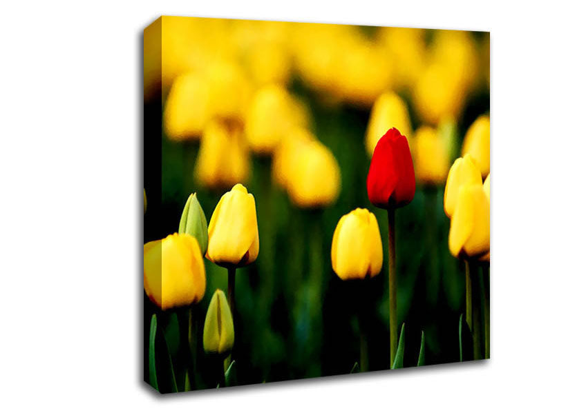 Red Tulip In A Field Of Yellows Canvas Wall Art