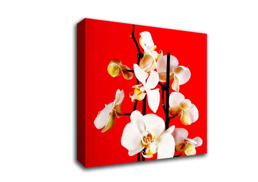 White Orchard Beauty On Red Canvas Wall Art