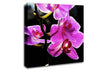 Orchid In Sunlight Canvas Wall Art