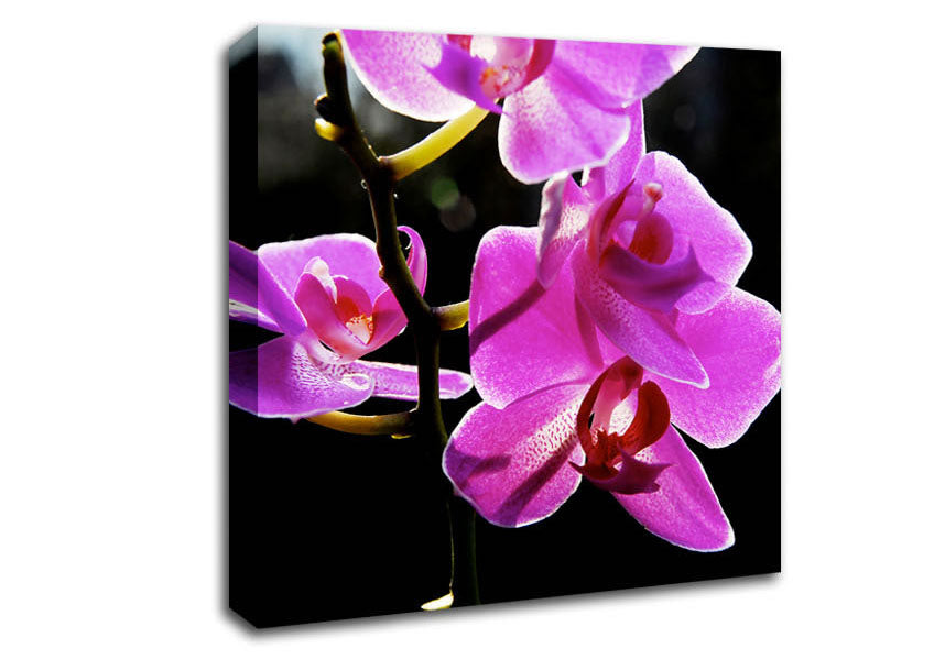 Orchid In Sunlight Canvas Wall Art