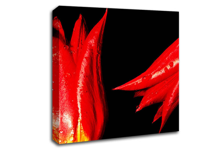A Pair Of Red Tulips Canvas Wall Art