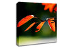 Orange Leaves In Sunlight Canvas Wall Art
