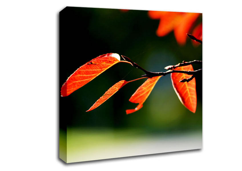 Orange Leaves In Sunlight Canvas Wall Art