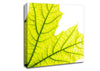 Magnificent Leaf Canvas Wall Art