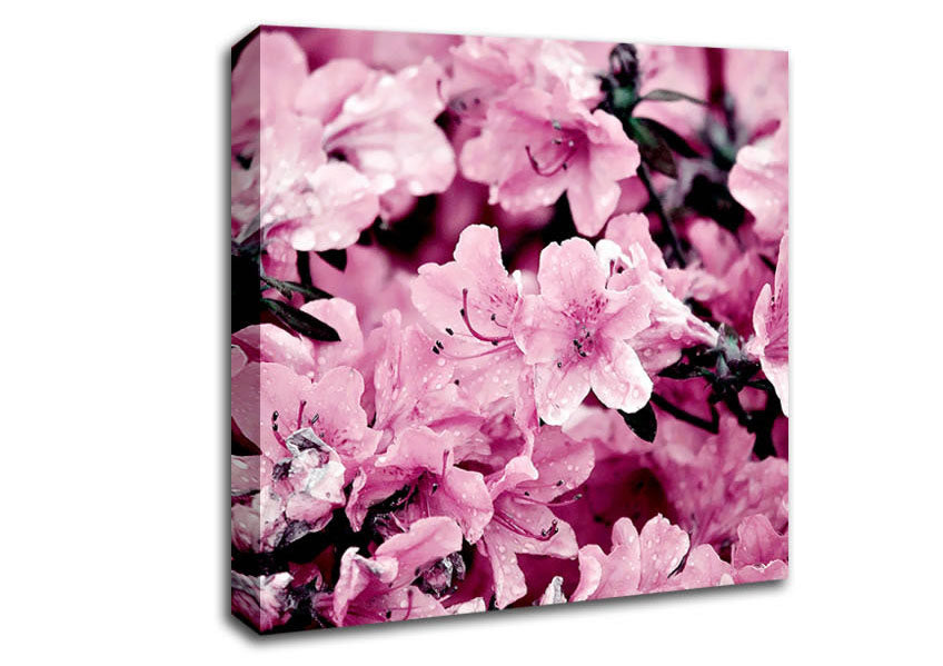Pink Ocean Spray Canvas Wall Art