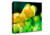 Yellow Tulip Sunlight Canvas Wall Art