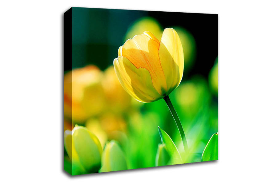 Yellow Tulip Sunlight Canvas Wall Art