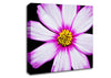 Pink Petal Stunner Canvas Wall Art