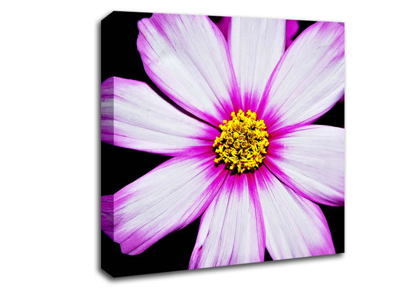 Pink Petal Stunner Canvas Wall Art