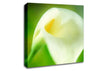 Single White Calla Lily Canvas Wall Art