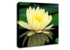 Yellow Water Lily Reflection Canvas Wall Art