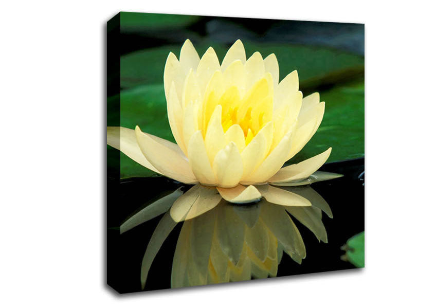 Yellow Water Lily Reflection Canvas Wall Art