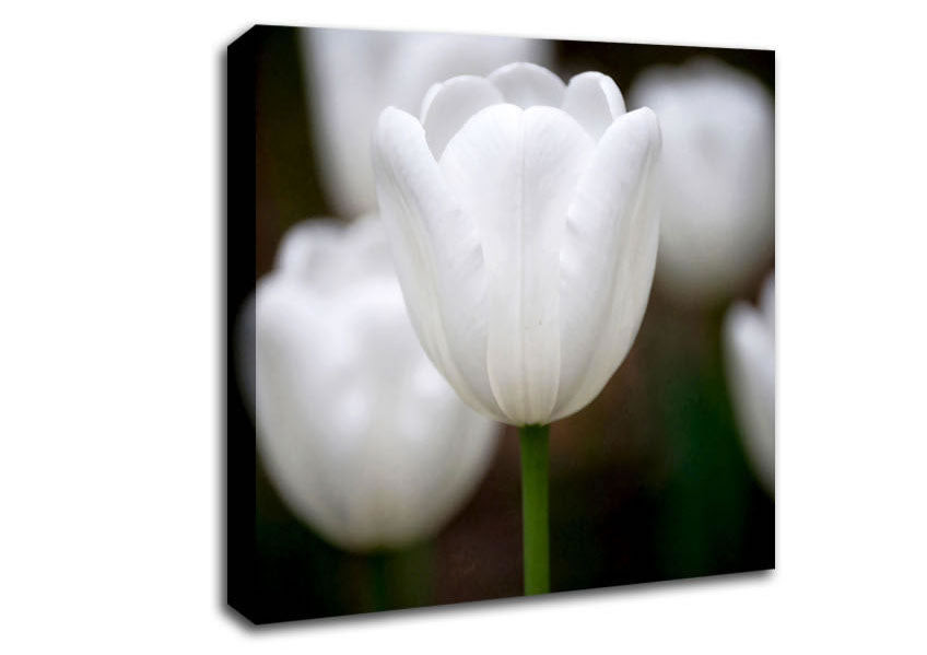 White Snowdrop Beauty Canvas Wall Art