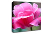 Pink Ruffle Petals Canvas Wall Art