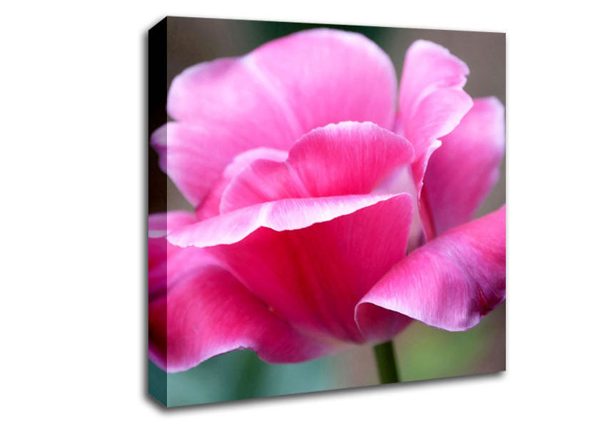 Pink Ruffle Petals Canvas Wall Art