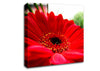 Cerise Gerbera Beauty Canvas Wall Art