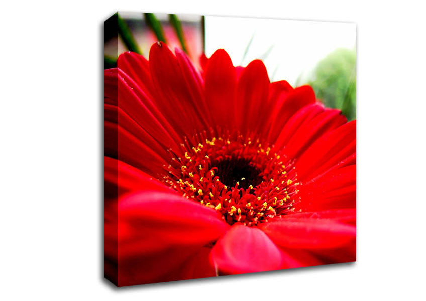 Cerise Gerbera Beauty Canvas Wall Art
