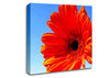 Orange Gerbera Skies Canvas Wall Art