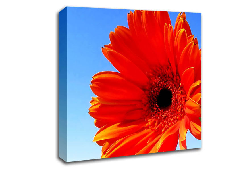 Orange Gerbera Skies Canvas Wall Art