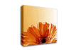 Flower Cocoa Sunshine Canvas Wall Art