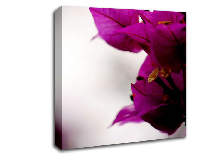 Stunning Cerise Winter Flowers Canvas Wall Art
