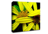 Yellow Star Flowers Canvas Wall Art