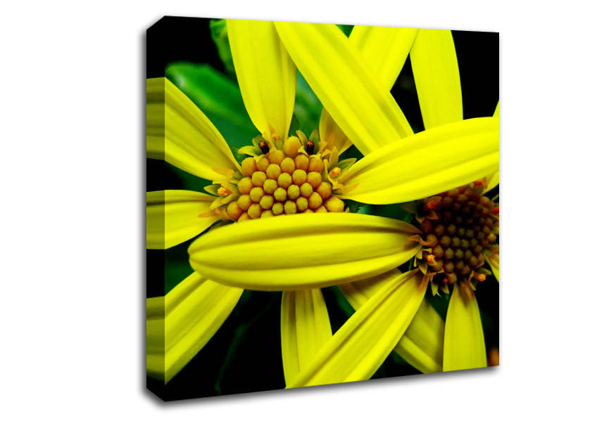 Yellow Star Flowers Canvas Wall Art