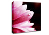 Pink Petal Dewdrop Canvas Wall Art