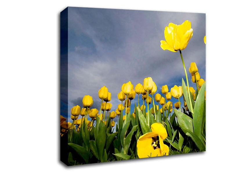 Yellow Tulip Field Storm Canvas Wall Art