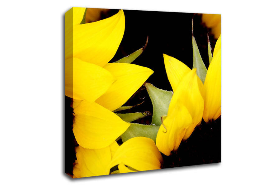 Yellow Sunflower Twins Close-Up Canvas Wall Art