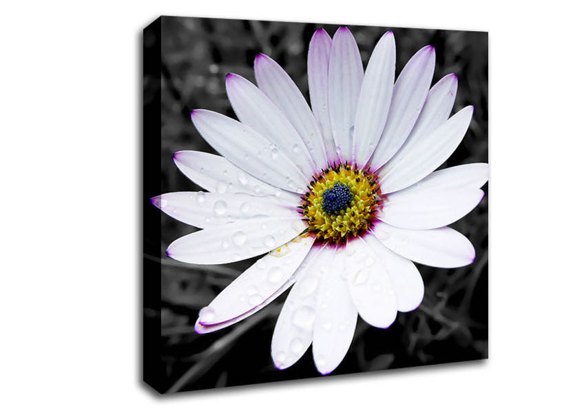 White Daisy On B n W Canvas Wall Art