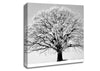 Winter Tree B n W Canvas Wall Art