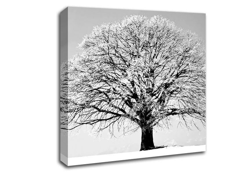 Winter Tree B n W Canvas Wall Art
