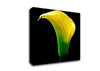Stunning Night Lily Canvas Wall Art
