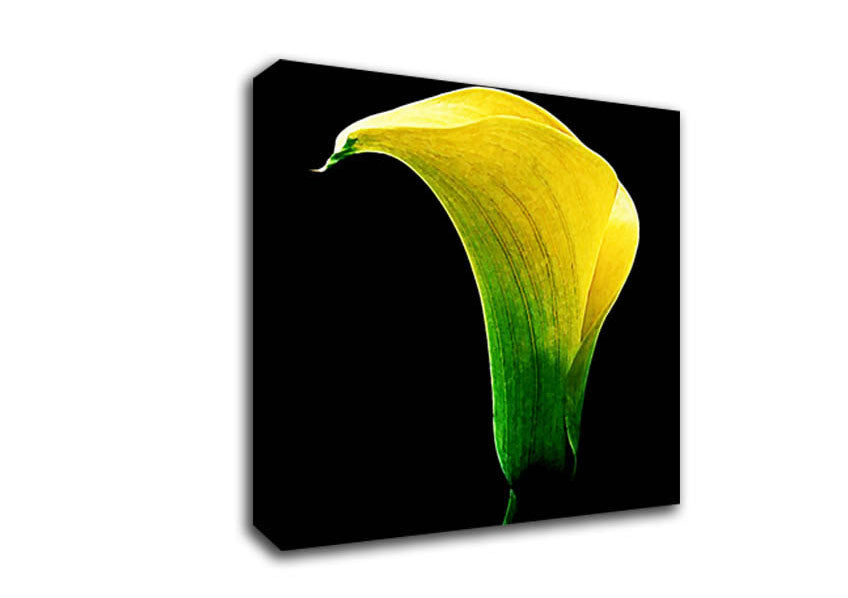 Stunning Night Lily Canvas Wall Art