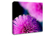 Cerise Pink Pom Poms Canvas Wall Art