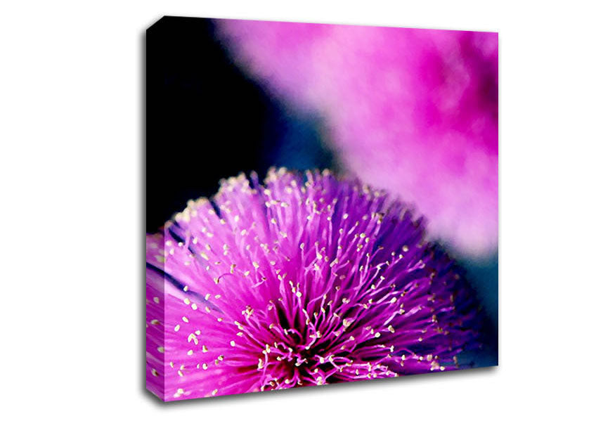 Cerise Pink Pom Poms Canvas Wall Art