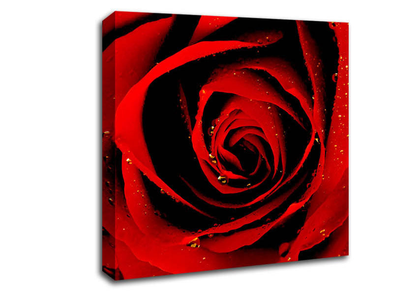 Close-Up Of A Red Rose Canvas Wall Art