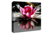 Pink Water Lily Reflections B n W Canvas Wall Art