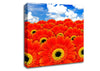 Orange Gerbera Heaven Canvas Wall Art