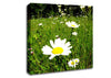 Daisy Field Canvas Wall Art