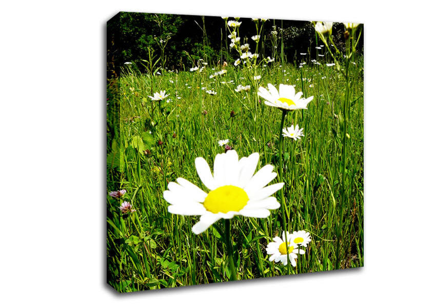 Daisy Field Canvas Wall Art