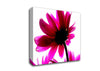 Delicate Pink Canvas Wall Art