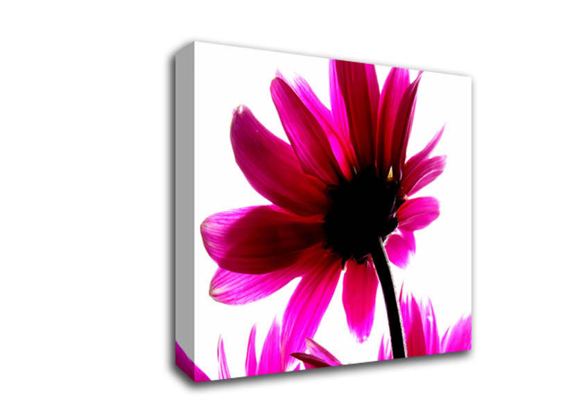 Delicate Pink Canvas Wall Art