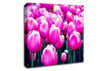 A Field Of Pink Tulips Canvas Wall Art